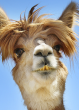 Load image into Gallery viewer, Funny Recordable Audio Voice Greeting Card