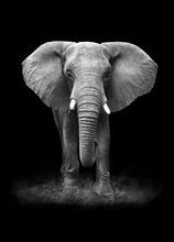 Load image into Gallery viewer, Animals Recordable Audio Voice Greeting Card