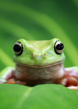 Load image into Gallery viewer, Animals Recordable Audio Voice Greeting Card