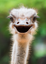 Load image into Gallery viewer, Funny Recordable Audio Voice Greeting Card