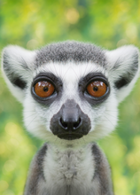 Load image into Gallery viewer, Funny Recordable Audio Voice Greeting Card