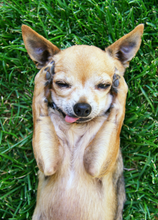 Load image into Gallery viewer, Funny Recordable Audio Voice Greeting Card