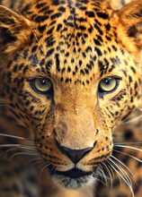 Load image into Gallery viewer, Animals Recordable Audio Voice Greeting Card