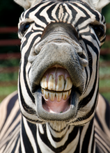 Load image into Gallery viewer, Funny Recordable Audio Voice Greeting Card