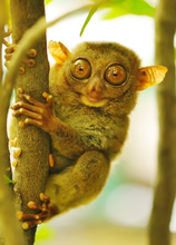 Load image into Gallery viewer, Funny Recordable Audio Voice Greeting Card