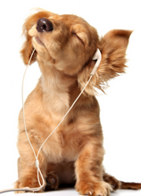 Load image into Gallery viewer, Animals Recordable Audio Voice Greeting Card