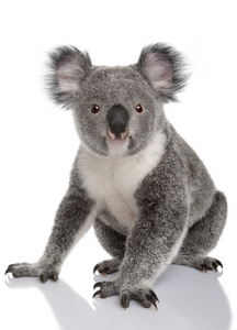 Animals Recordable Audio Voice Greeting Card