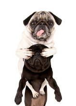 Load image into Gallery viewer, Funny Recordable Audio Voice Greeting Card
